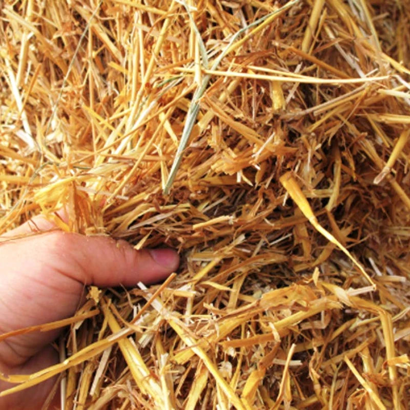 100pcs Disposable Wheat Straw